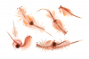 Artemia Extractที่ใช้ในการผลิตเครื่องสำอาง