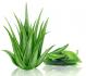 Skin-soothing Ingredient  ส่วนประกอบเพื่อลดอาการแพ้ ตอน 1