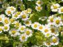 Skin-soothing Ingredient ในการผลิตเครื่องสำอาง  ส่วนประกอบเพื่อลดอาการแพ้ ตอน 2